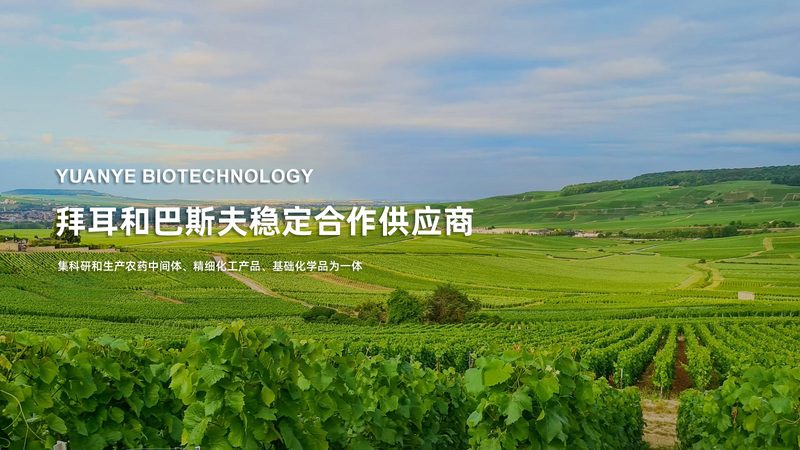抗体药物研发外包公司：揭秘医药创新背后的力量